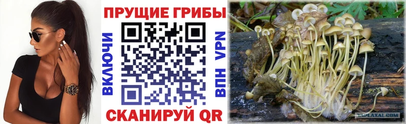 Псилоцибиновые грибы прущие грибы Солнечногорск